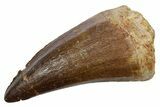 Fossil Mosasaur (Mosasaurus) Tooth - Morocco #353201-1
